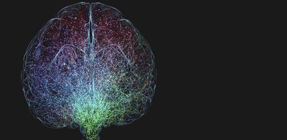Illustration of human brain