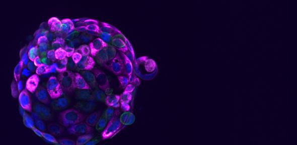 Single embryo model