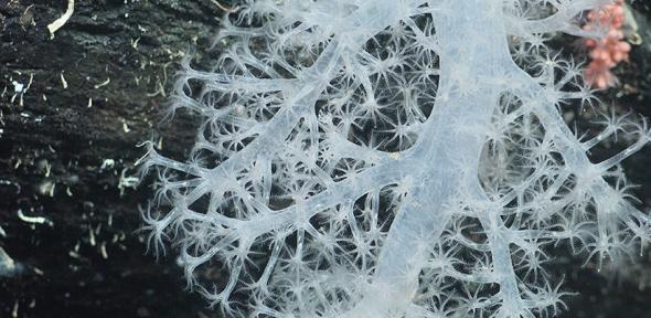 A stalk of deep-sea coral
