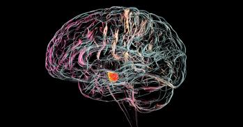 Substantia nigra in the human brain, illustration