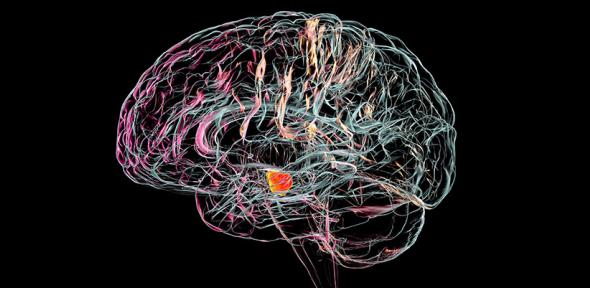 Substantia nigra in the human brain, illustration