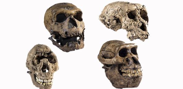 Plaster reconstructions of the skulls of human ancestors