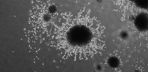 Microscopic image of placental organoids